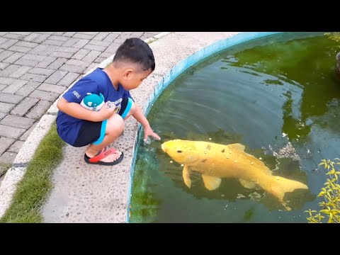 ikan makan es batu zefa vlog