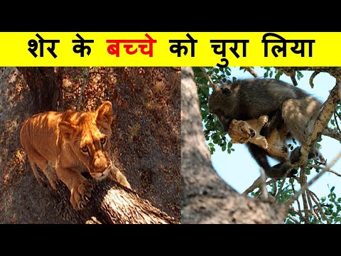 पागल बंदर शेर के बच्चे क्यों चुराते हैं ?