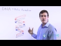 DNA Structure and Function Concepts
