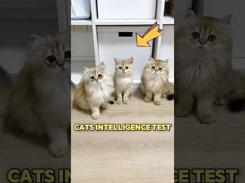 This cat failed the IQ test