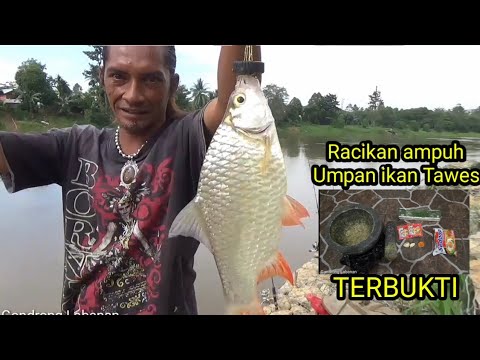 Racikan umpan ikan Tawes!! Terbukti ampuh