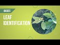 Leaf Structure and Characteristics