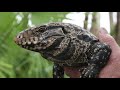 Invasive Species and Their Impact