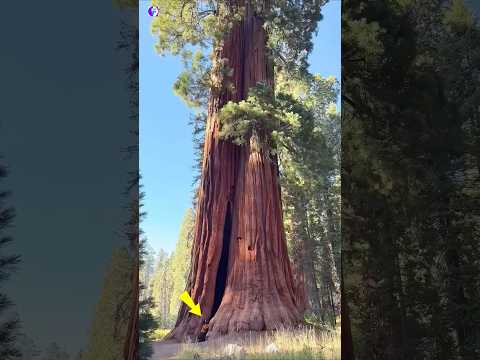 Our Earth Is Amazing #shorts