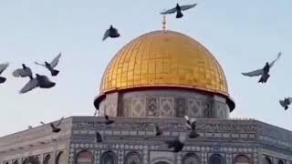 EY KUDÜS! Elbet birgün sende özgür olacaksın!  #AyasofyaCamii #Kudüs #MescidiAksa #قدس