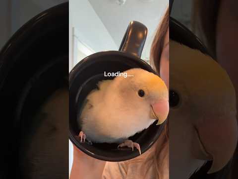 Prince’s new mug #funnyanimals #crazybirds #funnybirds #parrot #funnypets #birds #funnybirbs #birb