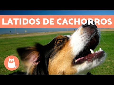 Latidos de cachorros: os mais fofos e engraçados