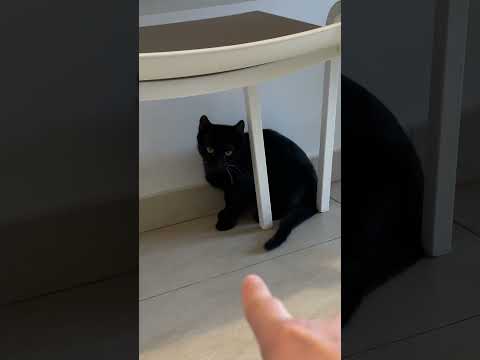 Cea mai *NORMALA* pisica neagra 🐱