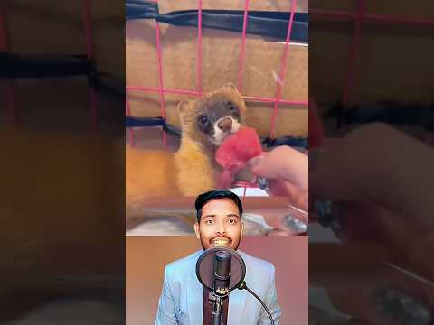 He Saved a Mongoose… Then a Miracle Happened 😱✨ | नेवले को बचाया और चमत्कार हुआ #mongoose #animals
