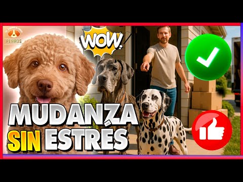TIPS para que TU MUDANZA sea LA MEJOR con TU PERRO