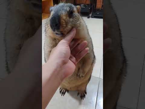 drôle de marmotte ! 🤣