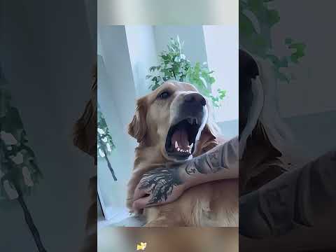 The dog doesn’t like my significant other 😂🤣#dog#funny#fyp #youtube