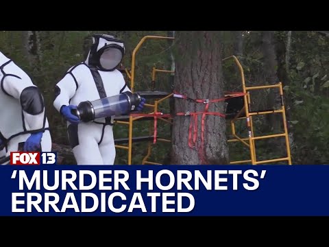 'Murder Hornet' eradicated from U.S., officials remain cautious | FOX 13 Seattle