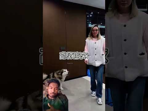 ek kutte ka nice work #pets #animals #cute #funny #youtubeshorts