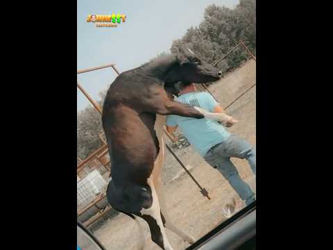 “The Funniest Animal Moments Caught on Camera!”