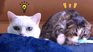 若者猫は寝たまま遊び、年寄り猫は起きてガンガン遊ぶ！