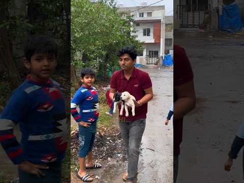 Stray dogs ko ghar milgya 😍😍 #minivlog #ashortaday #tranding #indore #shorts