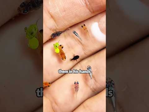 Stone covered with fish eggs #shortvideo #animals #fish #cute #lovestory