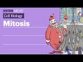 Cell Division and Mitosis Concepts