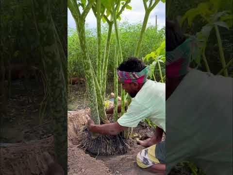 দশ কেজি ওজনের ওল তুলছে
