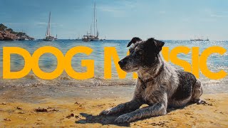 🔴 [LIVE] Calm Music for Dogs to Relax 24/7