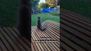 Meister des Tiefenentspannungs-Miau 🧘‍♂️🐾