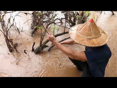 KT-นะครับ ปักเบ็ดกลางวันในแม่น้ำเมย-เบ็ด-41-คัน-หม วิธีทำเบ็ดแหย่ปลากระทิงอย่างละเอียด การผูกสลิงตกปลา เบ็ดแหย่ปลากระทิงน้ำแรงๆ หรือรูลึกๆ