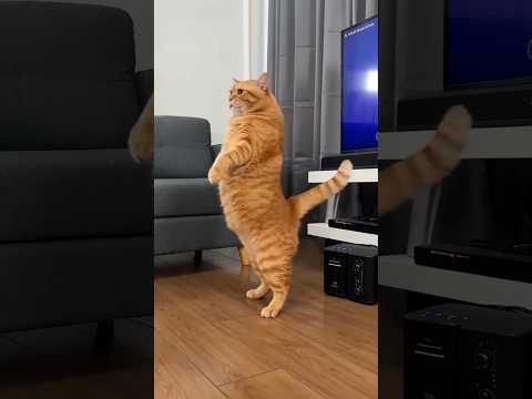 joget apa itu si oyen 🤣🤣