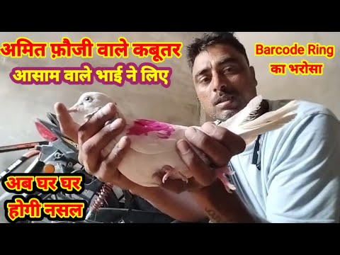 Amit foji wale Barcode Ring kabutar Assam wale Bhai ne liye