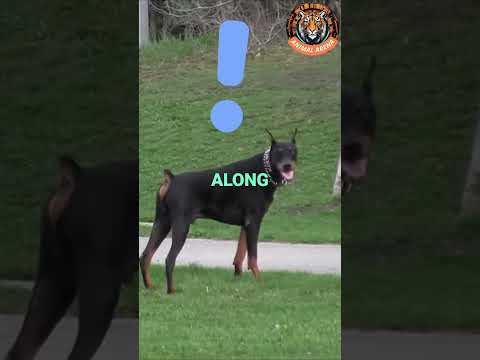 Doberman Watching Over 3 Little Girls – The Ultimate Protector