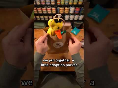 This old dog finally got adopted after over two years........