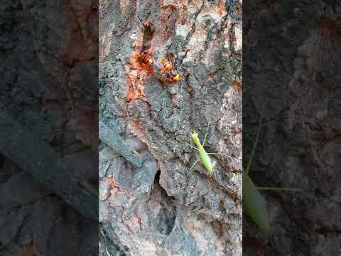 왕사마귀 vs 장수말벌 オオカマキリ vs オオスズメバチ Asian Giant Hornet vs Praying Mantis