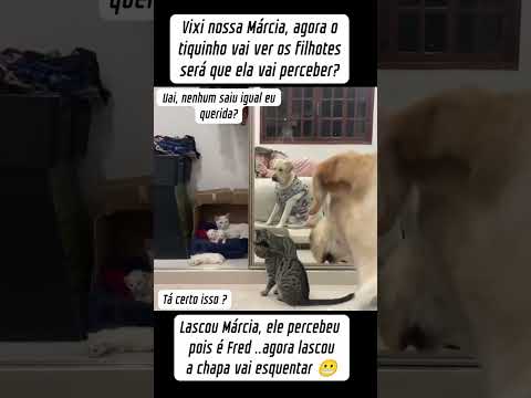 Viixi nossa Márcia 😼#gatos #pets 🐭