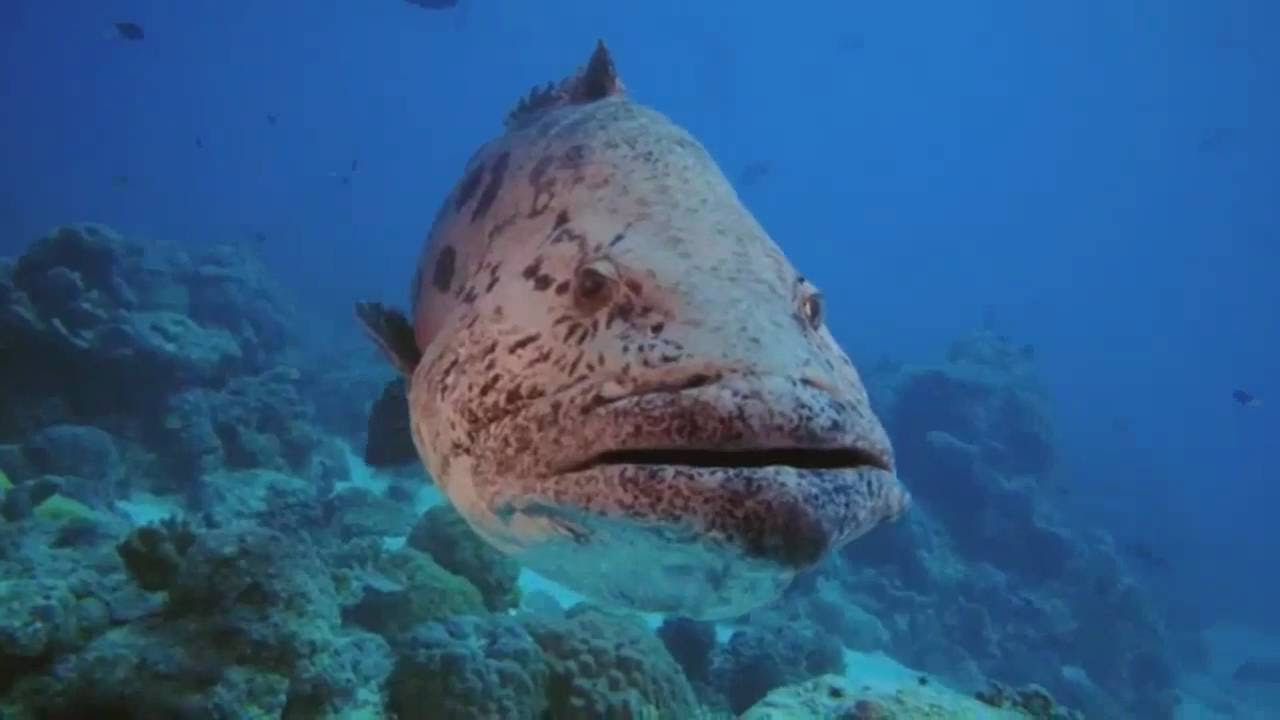 Under the Sea 3D Trailerin pikkukuva