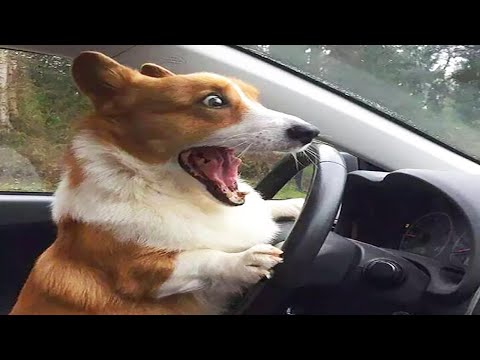 Funniest Animals 🐧 - Awesome Funny Animals' Life Videos 😁 - Cutest Animals Ever