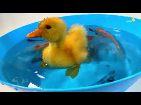 Ducklings in the pool, baby ducks, pig