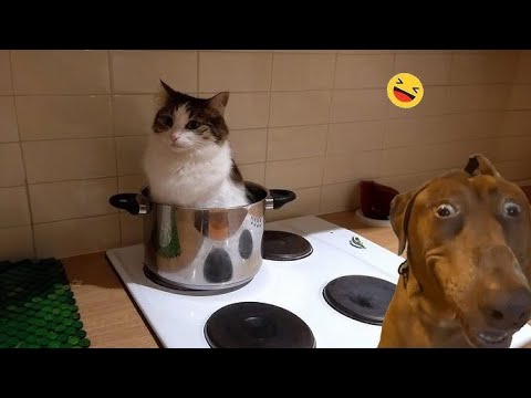 Funniest Animals 😜 Try Not To Laugh 😜 Funny Cats & Dog Videos 😸 Best Videos For Ever 2024