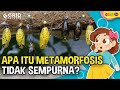 Kuis Metamorfosis