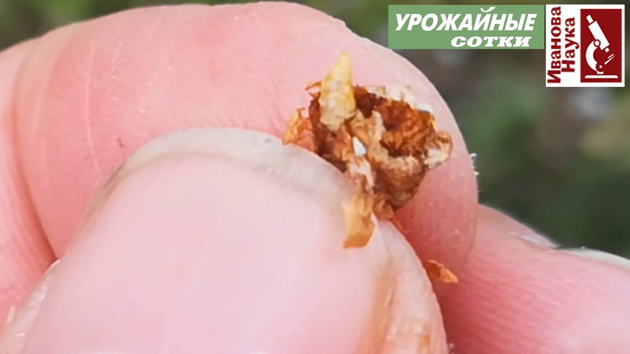 Этот вредитель съест весь урожай за вас! Как заставить сад плодоносить?