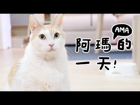 【黃阿瑪的後宮生活】阿瑪的一天！