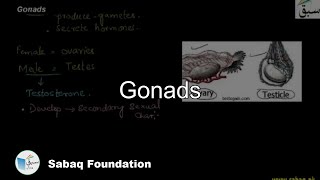 Gonads