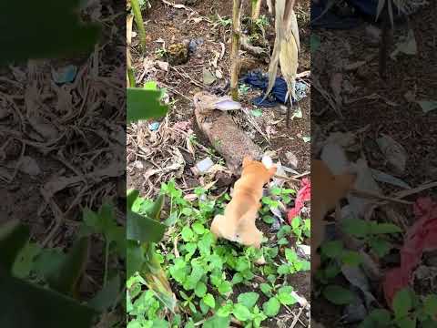 Super cool rabbit hunting puppy