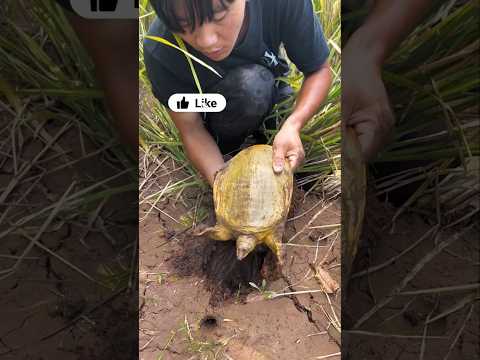 There was a surprise hidden under the paddy plant