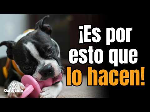 ¿Por qué TU perro sacude sus juguetes? ¡Descúbrelo aquí!