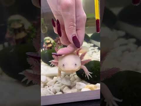 Кому не надо покупать аксолотля! #axolotl #аксолотль