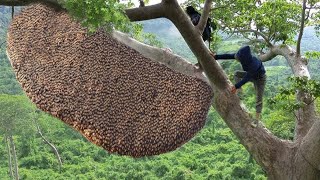 tree climbing skills without fear of heights harvesting honey from dangerous tall trees