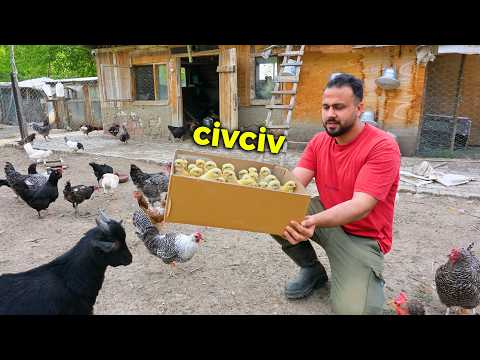 🐣 DOLDU TAŞTI! Kutu Dolusu Sevimli Civcivler Çıktı 😍 | Hasta Piliçleri Kurtardık 💪 | Çiftlik İşleri