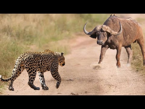 Dare To Catch A Buffalo Calf, Leopard Was Chased By Wild Buffalo And Had To Run Away For Its Life