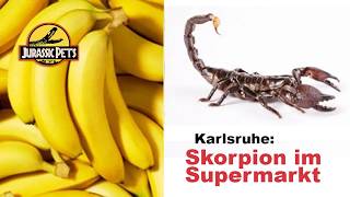 Karlsruhe: Skorpion im Supermarkt - Erfahrungsbericht | Wußtest Du... #11
