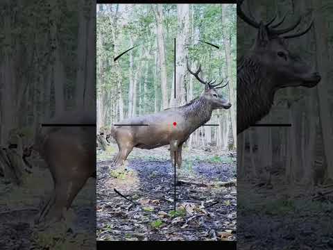 Deer hunting | Chasse au cerf | Caccia al cervo | صيد الغزال